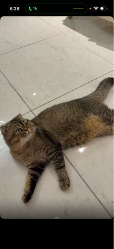 for adoption 