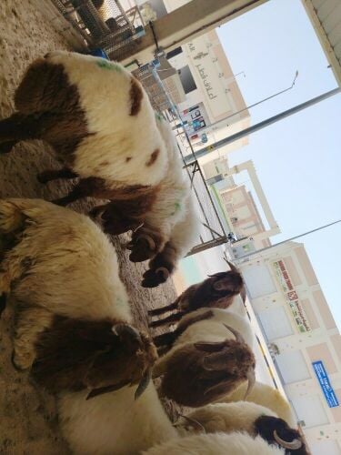 Al-Wakrah