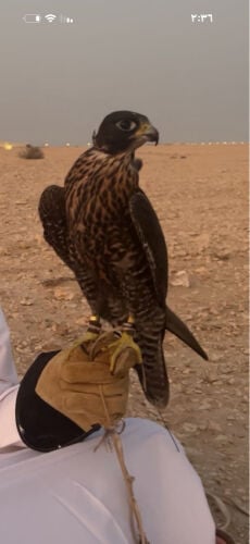 للبيع 