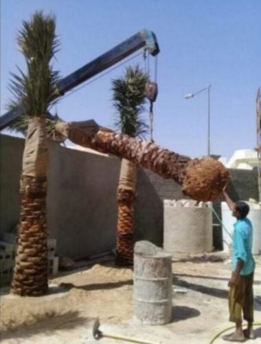 نخل مثمر