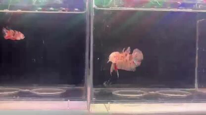 fighter fish