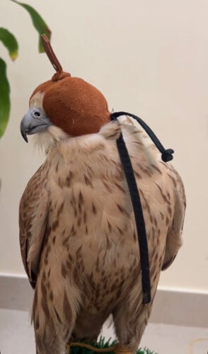 للبيع صقر 