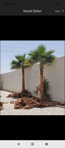 ترتيب وتنسيق النخيل بانواعها