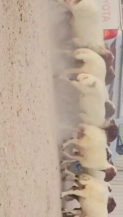 للبيع غنم سوريه فاخره طيبه 