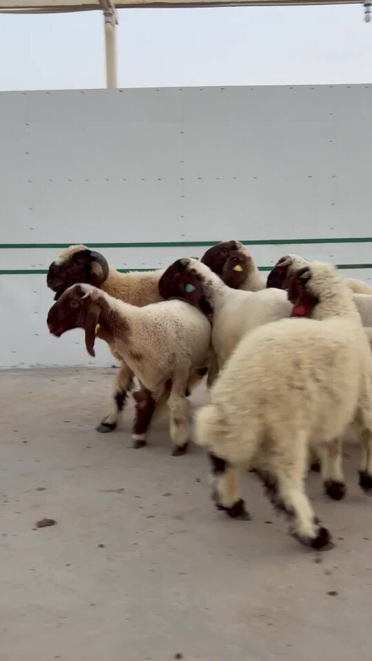 جذعان وطليان صنف 