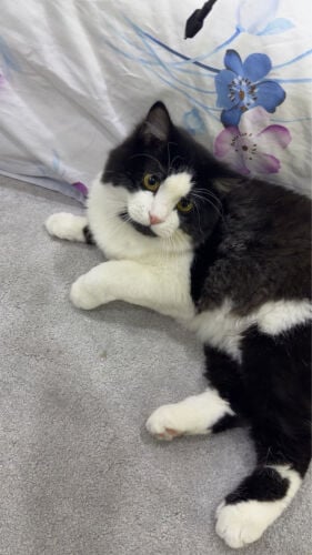 cat for adoption 