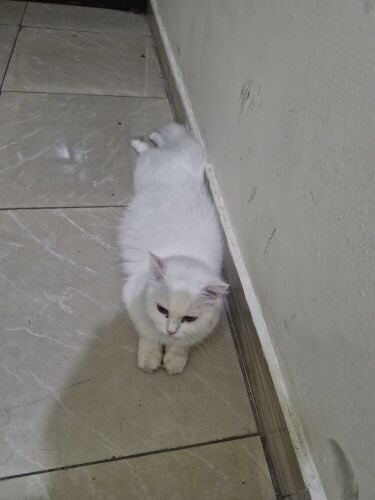 All persian cats
