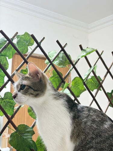 Domestic Female Cat for Adoption