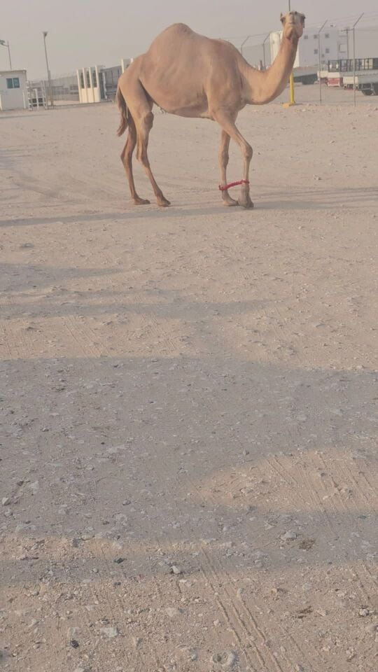 للبيع ناقه لقحه
