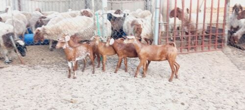 للبيع جمدات عمانيات حمر طيبه