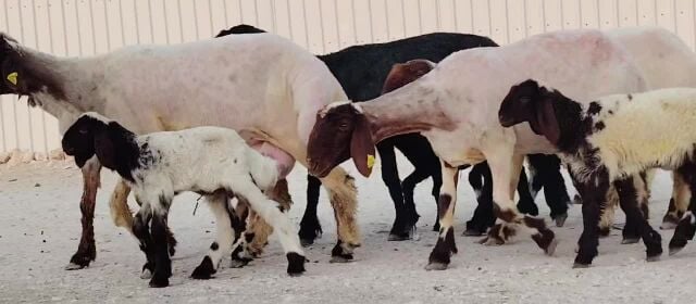 شويهات سوريه وليد طيبه