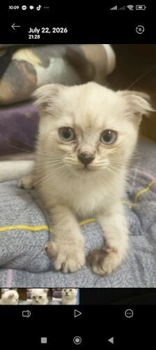 kitten for sale