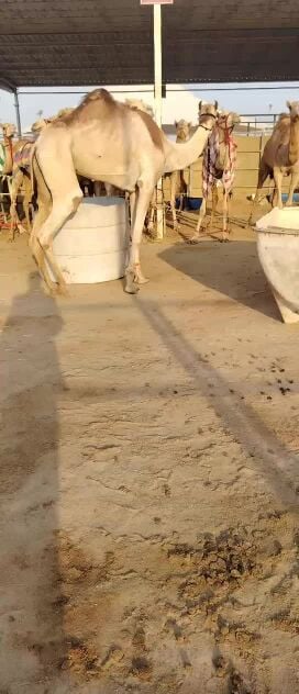 للبيع بكرا جدع سودانيه عناقيه