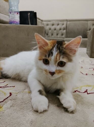 علي