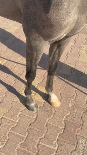 مهر جمال