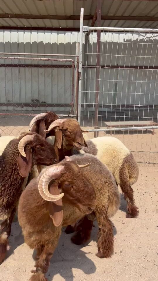 جذعان سوريه سمان فل