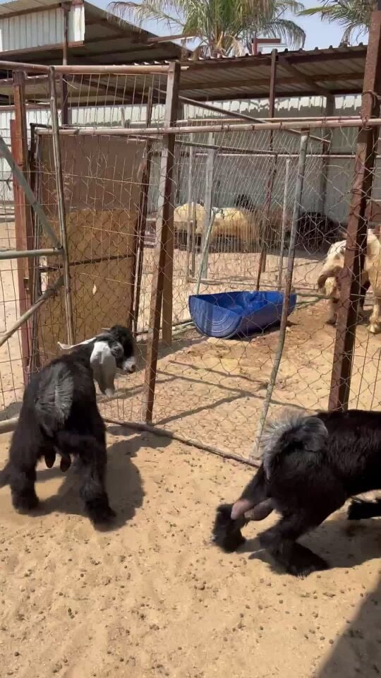 تيوس عوارض سمان فل