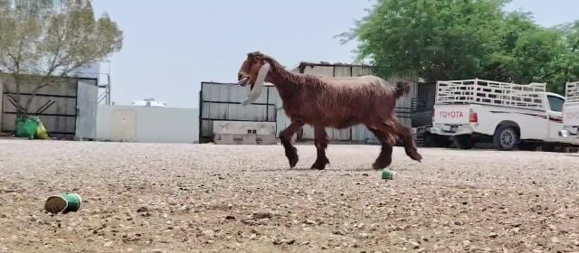 للبيع عنز عارضية طيبه