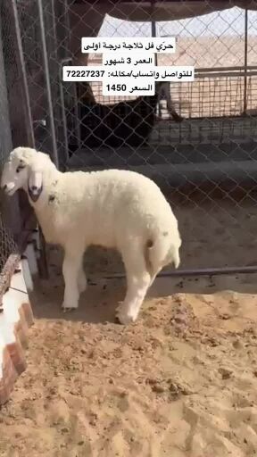 هرفي حرّي فل