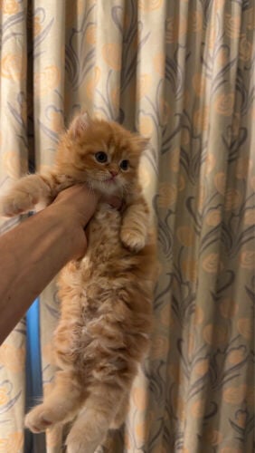 للبيع قطط شيرازي بيور