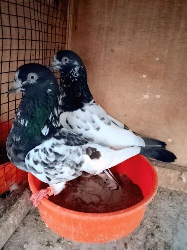 pakistani taddy