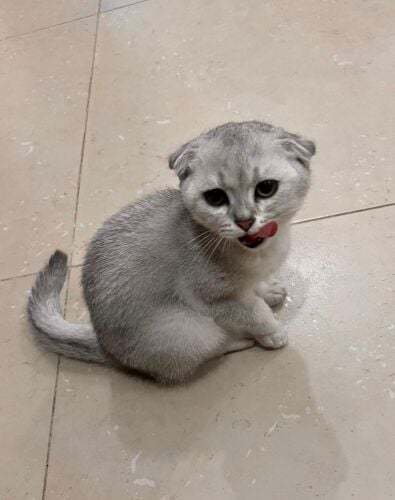 قطط بيور للبيع