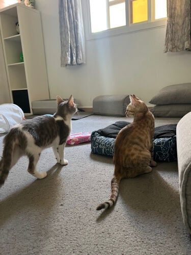 FREE!!! for adoption Kittens