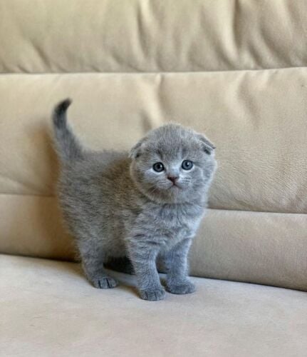 Scottish Fold  Kitten