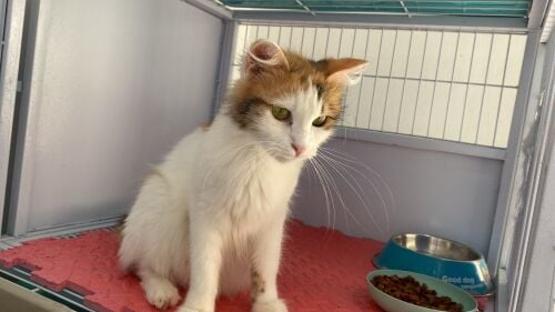 adoption free