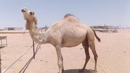 للبيع مدني مهجنة