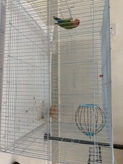 two love birds