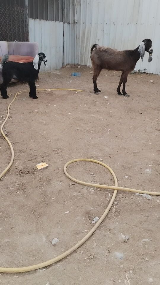 وليد تحتها جمده