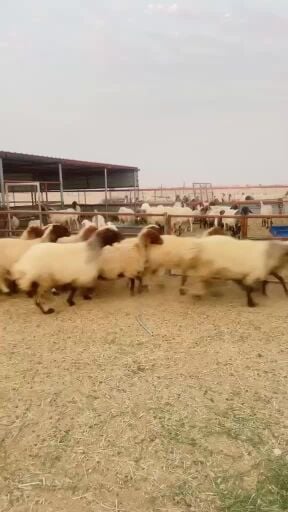 غنم مراح طيبه