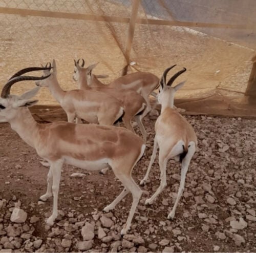 للبيع غزال الريم ذكر