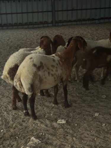رخال سورية طيبة
