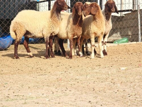 مطلوب شويهات ورخال سوريه