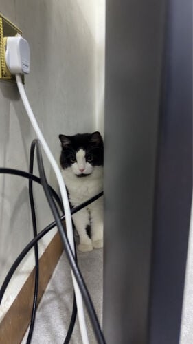 cat for adoptiom