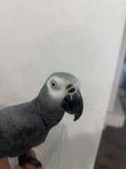 كاسكو ذكر أن 