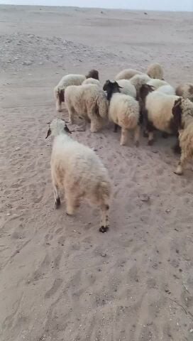 طليان سوريه انتاج
