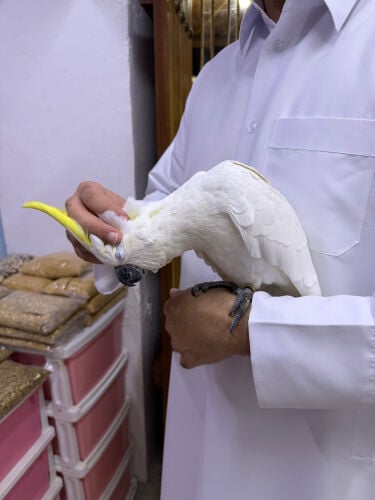كوكاتو سلفر كرست