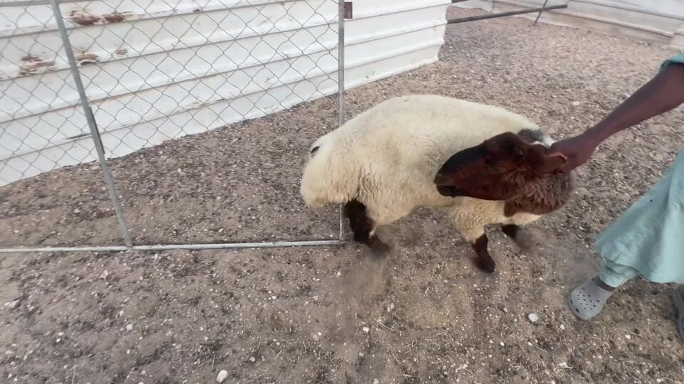 موجود غنم سوريه تربيه بريه 