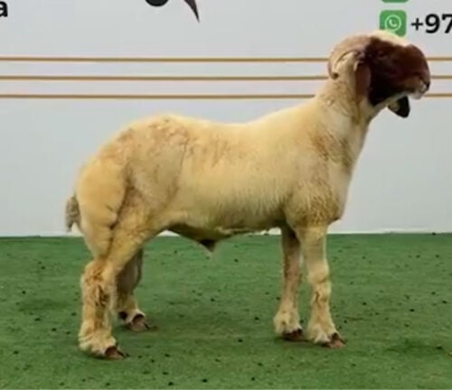 خروف جذع صنف ومعرف
