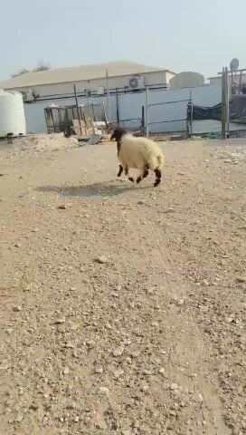 هرفي طيب زبيحه