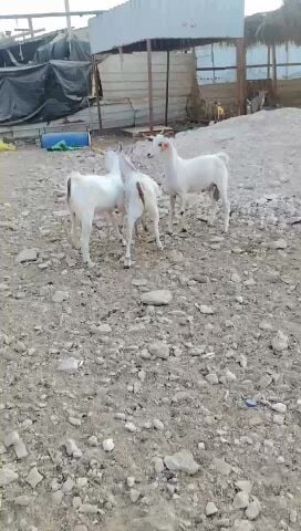 تيوس عمانيت زبيح سمان