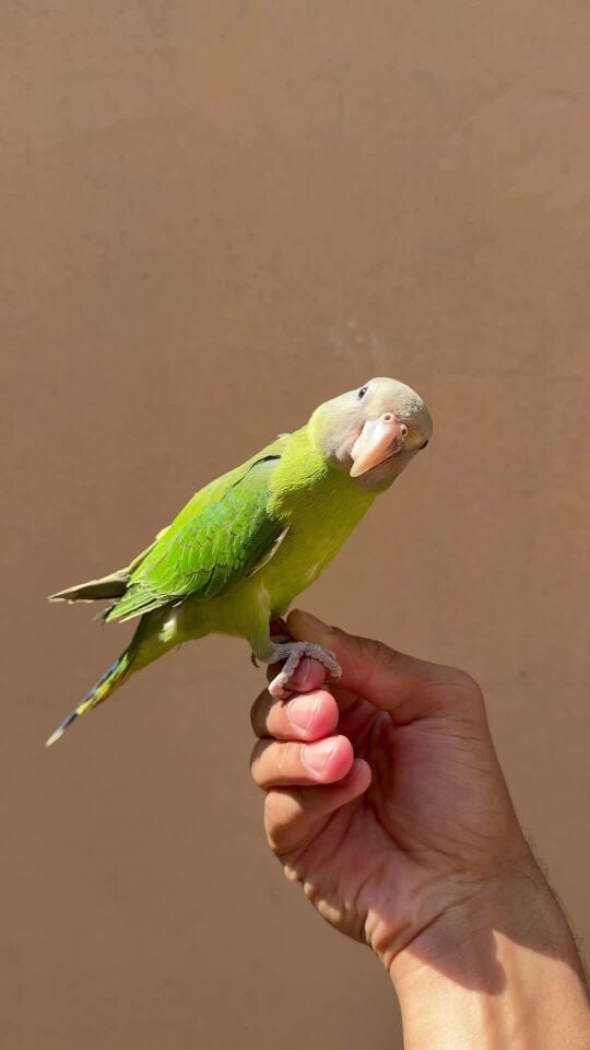 plum-headed parakeet 
