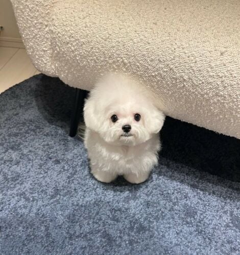 Maltese Puppy