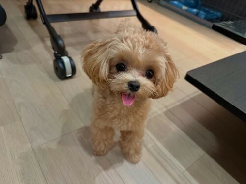 Teacup Poodle Puppy