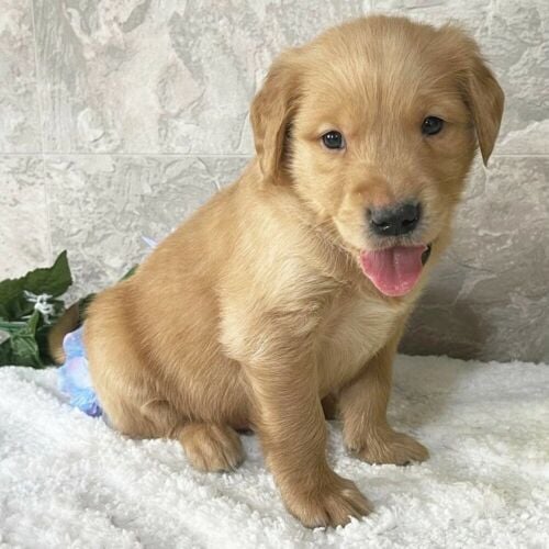 Golden Retriever  Puppy
