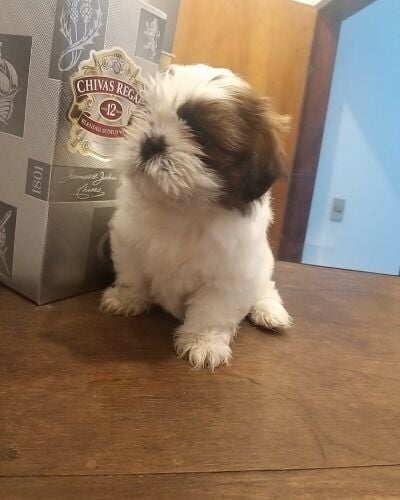 Shih Tzu Puppy
