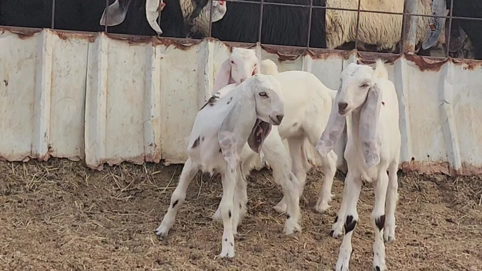 جمدتين وتيس بيوض